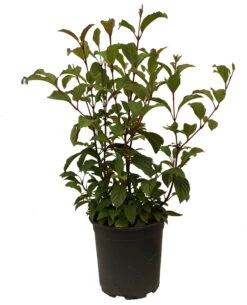 Duftender Winterschneeball `Dawn´ Viburnum Bodnantense `Dawn´ 11 Duftender Winterschneeball `Dawn´ Viburnum Bodnantense `Dawn´ -Baumwelt Verkaufsgeschäft Schneeball Dawn weiss