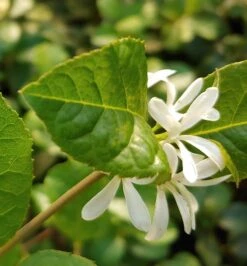 Schneeflockenstrauch Chionanthus Retusus -Baumwelt Verkaufsgeschäft Schneeflockenstrauch1