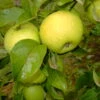 Gelber Edelapfel Malus Domestica 6 Gelber Edelapfel Malus Domestica -Baumwelt Verkaufsgeschäft Seesterm hler Zitronenapfel8