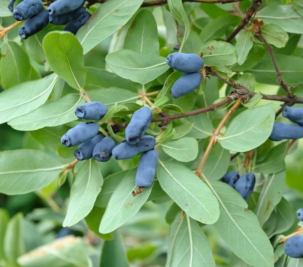 Sibirische Blaubeere / Maibeere Lonicera Kamtschatica 1 Sibirische Blaubeere / Maibeere Lonicera Kamtschatica