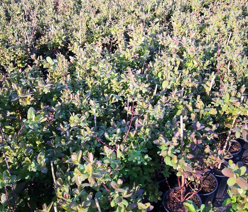 Sibirische Blaubeere / Honigbeere `Zojka Lonicera Kamtschatica `Zojka´ 2 Sibirische Blaubeere / Honigbeere `Zojka Lonicera Kamtschatica `Zojka´ – Bild 2