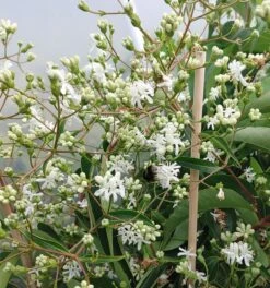 Sieben-Söhne-des-Himmels-Strauch Heptacodium Miconioides -Baumwelt Verkaufsgeschäft Sieben S hne