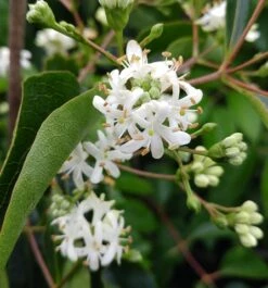 Sieben-Söhne-des-Himmels-Strauch Heptacodium Miconioides -Baumwelt Verkaufsgeschäft Sieben S hne des Himmels