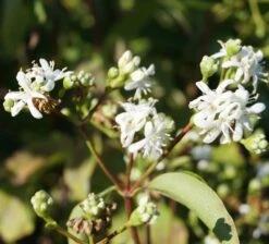 Sieben-Söhne-des-Himmels-Strauch Heptacodium Miconioides -Baumwelt Verkaufsgeschäft Sieben S hne des himmels 1