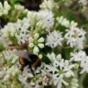 Sieben-Söhne-des-Himmels-Strauch Heptacodium Miconioides -Baumwelt Verkaufsgeschäft Sieben S hne mit Hummel