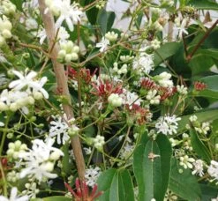 Sieben-Söhne-des-Himmels-Strauch Heptacodium Miconioides -Baumwelt Verkaufsgeschäft Sieben s hne1