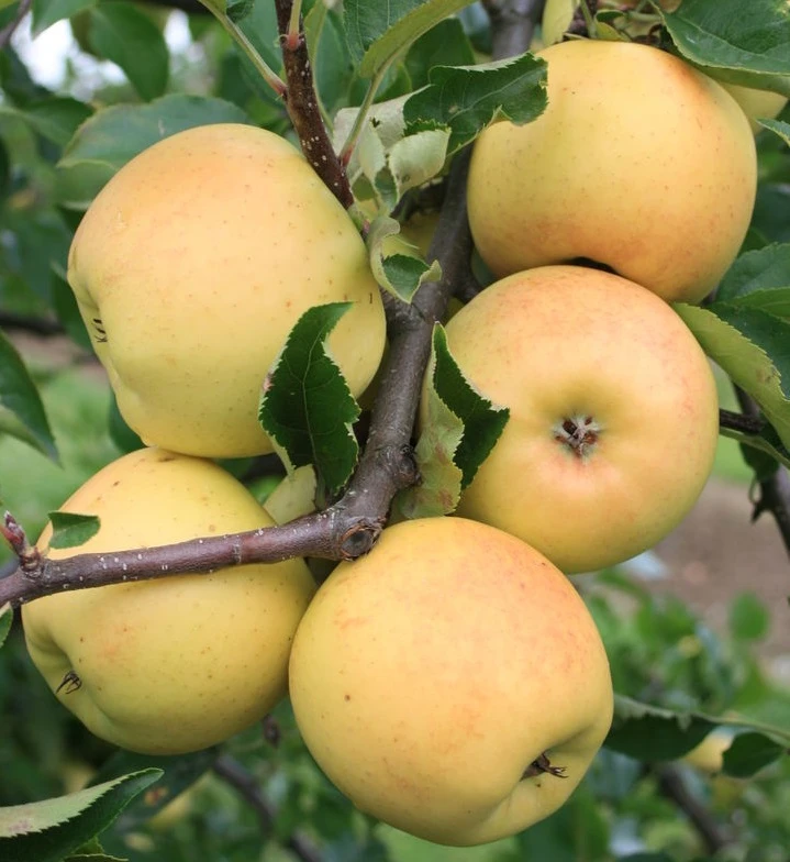 Sirius Ⓢ Malus Domestica `Sirius´ 1 Sirius Ⓢ Malus Domestica `Sirius´