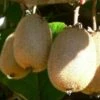 Kiwi Solo (selbstfruchtbar) Actinidia Chinensis `Solo´ -Baumwelt Verkaufsgeschäft Solo