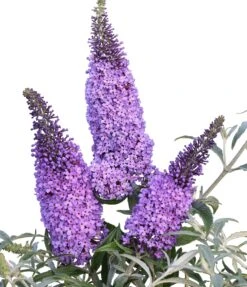 Schmetterlingsflieder Butterfly Candy® (versch. Farben) Buddleja Davidii 10 Schmetterlingsflieder Butterfly Candy® (versch. Farben) Buddleja Davidii -Baumwelt Verkaufsgeschäft Sommerflieder lila blau