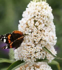 Schmetterlingsflieder Butterfly Candy® (versch. Farben) Buddleja Davidii 12 Schmetterlingsflieder Butterfly Candy® (versch. Farben) Buddleja Davidii -Baumwelt Verkaufsgeschäft Sommerflieder weiss1