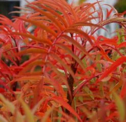 Eberesche `Dodong´ Sorbus Conmixta `Dodong´ 5 Eberesche `Dodong´ Sorbus Conmixta `Dodong´ -Baumwelt Verkaufsgeschäft Sorbus Dodong4