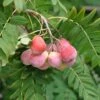 Speierling Sorbus Domestica -Baumwelt Verkaufsgeschäft SpeierlingtHoP7oi6RjdJ1