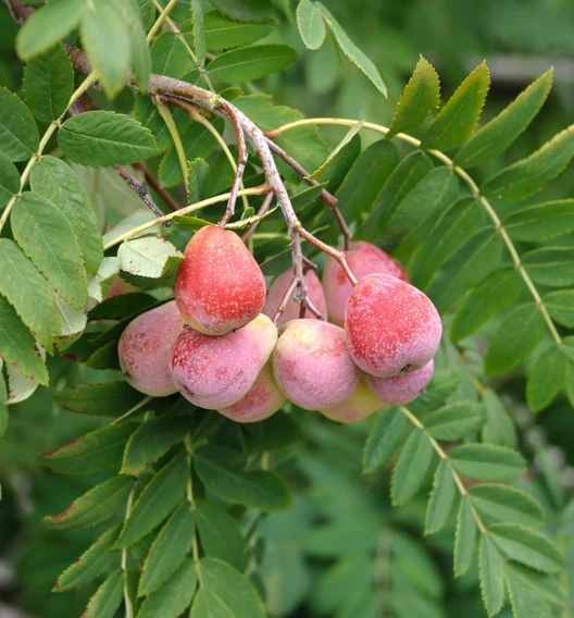 Speierling Sorbus Domestica 1 Speierling Sorbus Domestica
