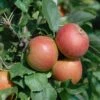 Säulenapfel Spurkoop Malus Domestica `Spurkoop´ -Baumwelt Verkaufsgeschäft SpurkoopFY2pp5KkZKmfy