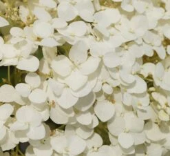 Garten-Hortensie `Incrediball®´ Hydrangea Arborescens -Baumwelt Verkaufsgeschäft Strong anabelle