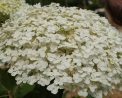 Garten-Hortensie `Incrediball®´ Hydrangea Arborescens -Baumwelt Verkaufsgeschäft Strong anabelle1