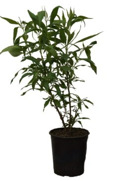 Sommerglocke / Baumoleander `Summer Bells´ Chitalpa Tashkentensis `Summer Bells´ -Baumwelt Verkaufsgeschäft Summer bells