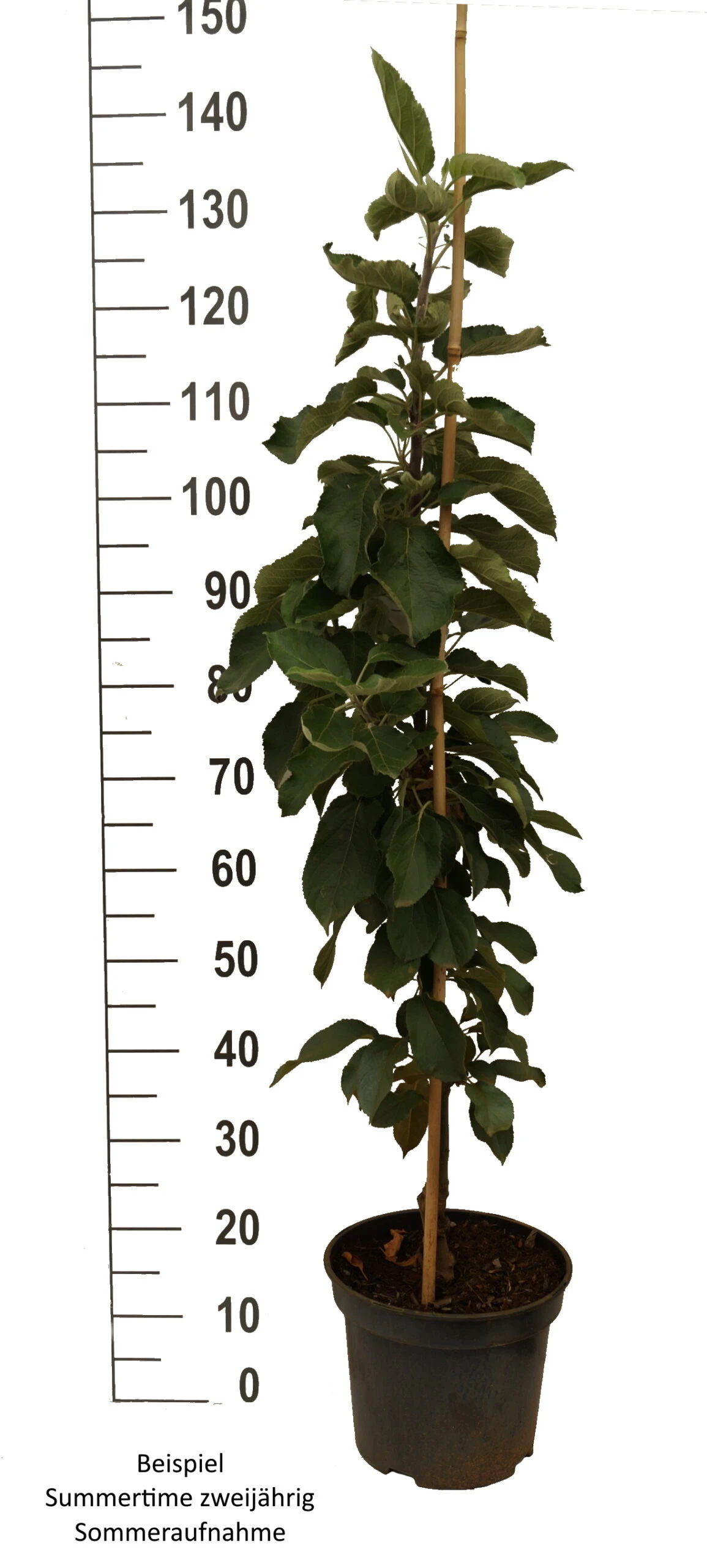 Säulenapfel SummertimeⓈ Malus Domestica `Summertime´ 2 Säulenapfel SummertimeⓈ Malus Domestica `Summertime´ – Bild 2