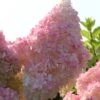 Kompakte Rispenhortensie `Sundae Fraise´ Hydrangea Paniculata `Sundae Fraise´ 11 Kompakte Rispenhortensie `Sundae Fraise´ Hydrangea Paniculata `Sundae Fraise´ -Baumwelt Verkaufsgeschäft Sundae Fraise13oEjyJ3xi4YNJ