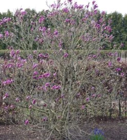 Purpur-Magnolie `Susan´ Magnolia Liliiflora `Susan´ -Baumwelt Verkaufsgeschäft Susan Bl tezeit