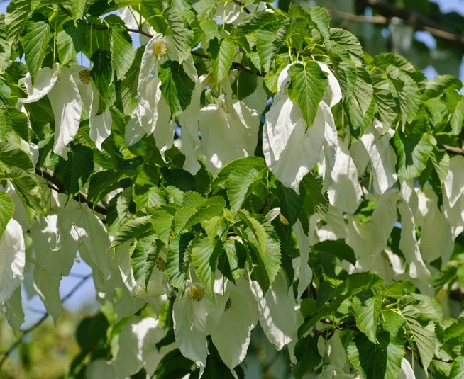 Taschentuchbaum / Taubenbaum Davidia Involucrata Vilmoriniana 1 Taschentuchbaum / Taubenbaum Davidia Involucrata Vilmoriniana