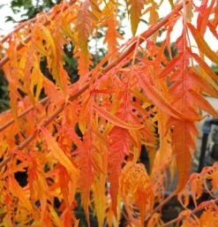 Essigbaum `Tiger Eyes´ Rhus Typhina `Tiger Eyes´ -Baumwelt Verkaufsgeschäft Tiger Eyes Rhus