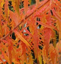 Essigbaum `Tiger Eyes´ Rhus Typhina `Tiger Eyes´ -Baumwelt Verkaufsgeschäft Tiger Eyes Rhus1