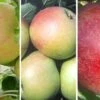 Drei-Sorten-Apfelbaum (Finkenwerder Prinz, James Grieve, Roter Boskoop) Malus Domestica -Baumwelt Verkaufsgeschäft Trio APfel Finkenwerder James Grieve Roter Boskoop