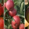 Halbstamm Drei-Sorten Apfelbaum (Gala, Elstar, Jonagold, Cox Orange) Malus Domestica -Baumwelt Verkaufsgeschäft Trio Apfel Gala Elstar und Cox