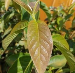 Schwarzer Tupelobaum Nyssa Sylvatica -Baumwelt Verkaufsgeschäft Tupelobaum Blatt