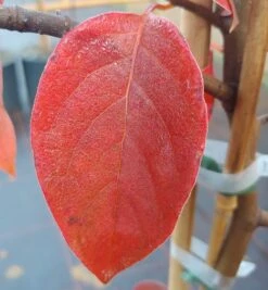 Schwarzer Tupelobaum Nyssa Sylvatica -Baumwelt Verkaufsgeschäft Tupelobaum herbstf rbung 1