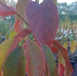 Schwarzer Tupelobaum Nyssa Sylvatica -Baumwelt Verkaufsgeschäft Tupelobaum herbstf rbung