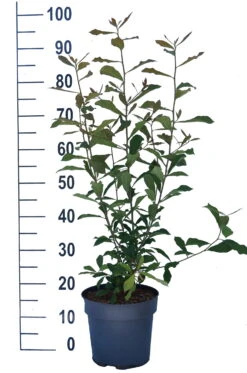 Schwarzer Tupelobaum Nyssa Sylvatica -Baumwelt Verkaufsgeschäft Tupelobaum weiss