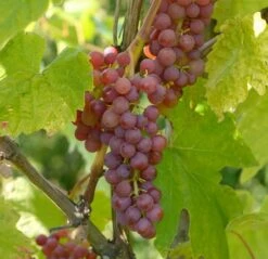 Vanessa (kernlos), Pilzfeste Weinrebe Vitis `Vanessa´