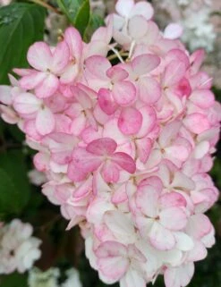 Rispenhortensie `Vanille-Fraise´ Hydrangea Paniculata `Vanille Fraise´ -Baumwelt Verkaufsgeschäft Vanille Fraise 2017