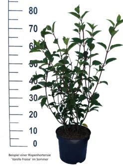 Rispenhortensie `Vanille-Fraise´ Hydrangea Paniculata `Vanille Fraise´ -Baumwelt Verkaufsgeschäft Vanille Fraise weiss