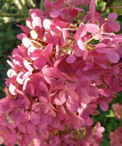 Rispenhortensie `Vanille-Fraise´ Hydrangea Paniculata `Vanille Fraise´ -Baumwelt Verkaufsgeschäft Vanille fraise August