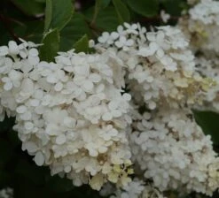 Rispenhortensie `Vanille-Fraise´ Hydrangea Paniculata `Vanille Fraise´ -Baumwelt Verkaufsgeschäft Vanille fraise Juli