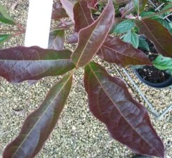 Amerikanischer Schneeball `Brandywine´ Viburnum Nudum `Brandywine´ 12 Amerikanischer Schneeball `Brandywine´ Viburnum Nudum `Brandywine´ -Baumwelt Verkaufsgeschäft Viburnum Brandywine Herbstf rbung