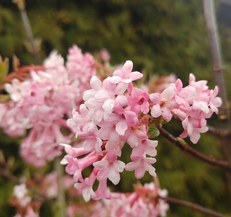 Duftender Winterschneeball `Dawn´ Viburnum Bodnantense `Dawn´ 2 Duftender Winterschneeball `Dawn´ Viburnum Bodnantense `Dawn´ – Bild 2