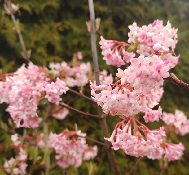 Duftender Winterschneeball `Dawn´ Viburnum Bodnantense `Dawn´ 3 Duftender Winterschneeball `Dawn´ Viburnum Bodnantense `Dawn´ – Bild 3