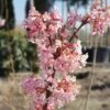 Duftender Winterschneeball `Dawn´ Viburnum Bodnantense `Dawn´ -Baumwelt Verkaufsgeschäft Viburnum Dawn9