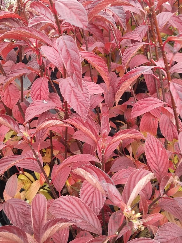 Duftender Winterschneeball `Dawn´ Viburnum Bodnantense `Dawn´ 4 Duftender Winterschneeball `Dawn´ Viburnum Bodnantense `Dawn´ – Bild 4