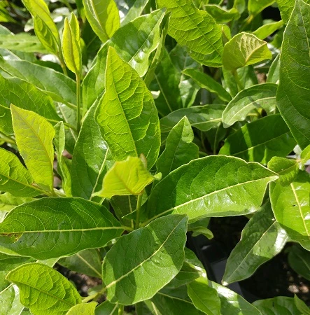 Amerikanischer Schneeball `Brandywine´ Viburnum Nudum `Brandywine´ 5 Amerikanischer Schneeball `Brandywine´ Viburnum Nudum `Brandywine´ – Bild 5