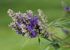 Zwerg-Mönchspfeffer `Blue Puffball´ ® Vitex Agnus-castus -Baumwelt Verkaufsgeschäft Vitex BluePuffball 7