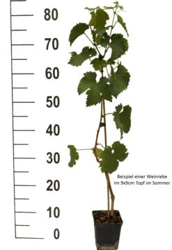 Vanessa (kernlos), Pilzfeste Weinrebe Vitis `Vanessa´ -Baumwelt Verkaufsgeschäft Weinrebe Beispiel weissmfqjOYKTTDse0