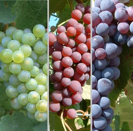 Weinreben Set - Rosé, Hell, Dunkel Vitis 1 Weinreben Set - Rosé, Hell, Dunkel Vitis