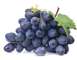 Tafeltraube `Georg´ Vitis `Georg´