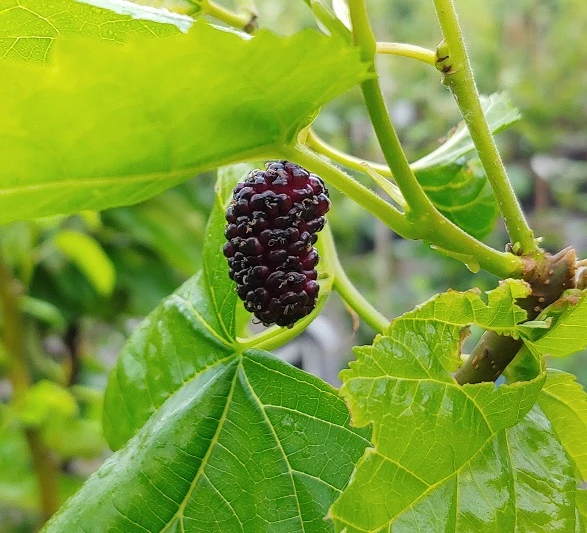 Veredelte Maulbeere `Wellington´ Morus-Hybride 1 Veredelte Maulbeere `Wellington´ Morus-Hybride