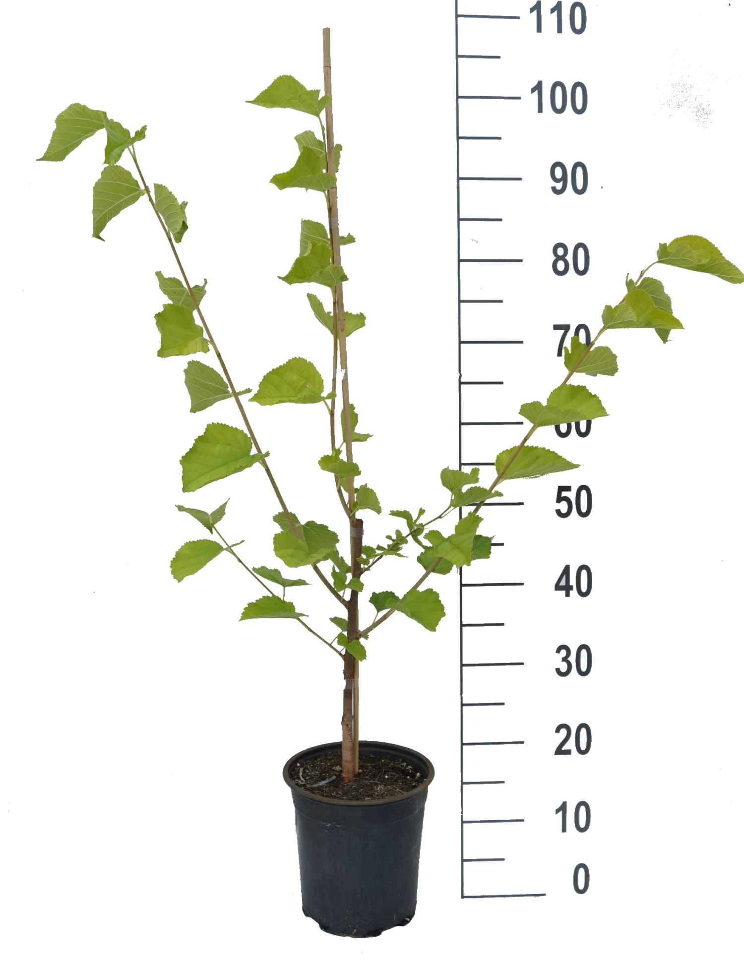 Veredelte Maulbeere `Wellington´ Morus-Hybride 2 Veredelte Maulbeere `Wellington´ Morus-Hybride – Bild 2